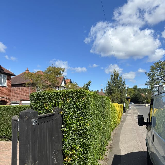 Front hedge trimmed level, after