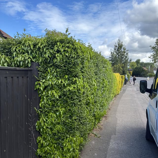 Front hedge overgrown, before