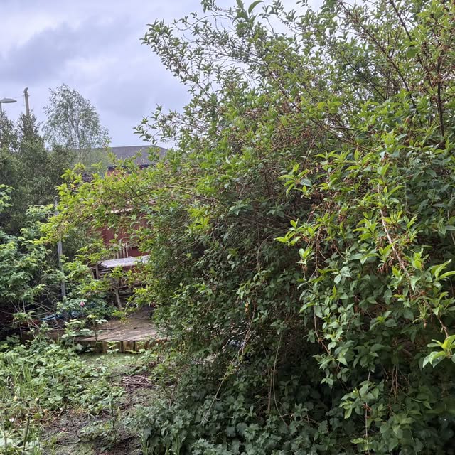 Overgrown garden, before
